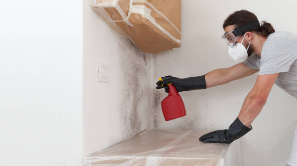 Professional Basement Mold Removal technician working in Jamaica, VA