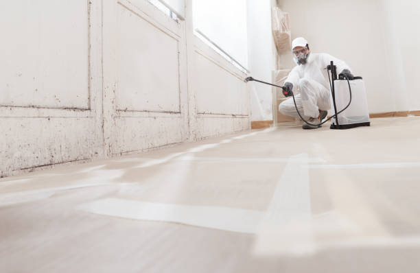 24/7 Emergency Basement Mold Removal experts in Jamaica, VA