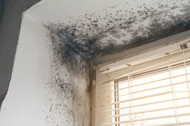 Affordable Basement Mold Removal solutions in Jamaica, VA